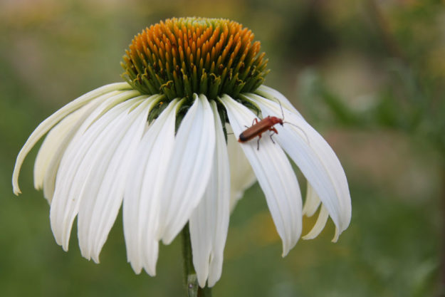 Echinacea